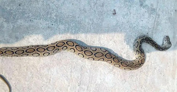 হাজার ছাড়িয়েছে সাপে কাটা রোগী, আতঙ্কের নাম ‘রাসেলস ভাইপার’