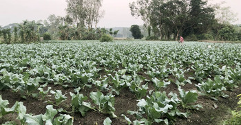 মিরসরাইয়ের ১২০০ হেক্টর জমিতে শীতকালীন সবজি চাষ