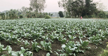 মিরসরাইয়ের ১২০০ হেক্টর জমিতে শীতকালীন সবজি চাষ