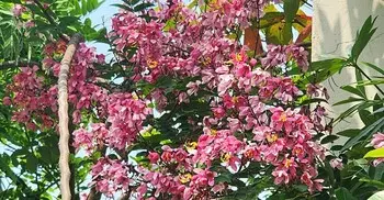 নজরকাড়া দুর্লভ ফুল গোলাপি সোনালু