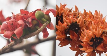 শহরের বুকে শিমুল-পলাশের রঙিন ছোঁয়া