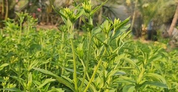 চিনির বিকল্প ‘স্টিভিয়া’, লাভজনক ফসলের নতুন দিগন্ত