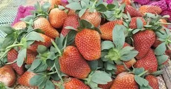 তেলের অভাবে মিলছে না গাড়ি, মাঠেই পড়ে থাকছে স্ট্রবেরি