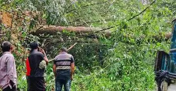 লাউয়াছড়া বনে ঝড়ে গাছ উপড়ে সড়ক বন্ধ, ৬ ঘণ্টা পর স্বাভাবিক