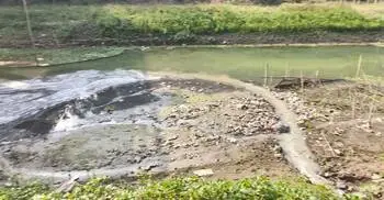চিনিকলের বর্জ্যে দূষিত চন্দনা-বারাশিয়া নদীর পানি, মরছে মাছ