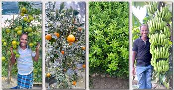 চাকরি ছেড়ে নার্সারি, ৬ মাসে আয় ১২ লাখ