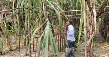 ফিলিপাইনের আখ চাষে সফল কালীগঞ্জের মাসুদ