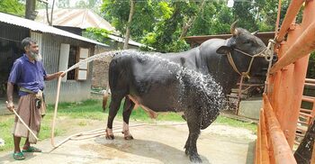২৫ লাখে বিক্রি হবে ৩২ মণের সুলতান