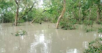 জলোচ্ছ্বাসে প্লাবিত সুন্দরবন, বিপৎসীমার ওপরে নদীর পানি