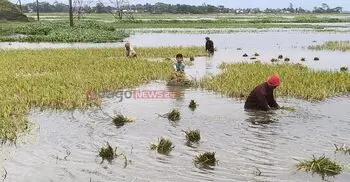 ধান হারিয়ে হাওরজুড়ে কৃষকের বোবাকান্না