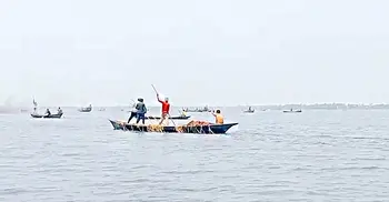 হাওরে পানি কমায় ভেসে ওঠা ধান কেটে নিয়ে গেলো চোর চক্র