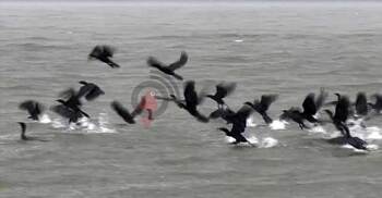 ১০ বছরে হাওরে পরিযায়ী পাখি কমেছে ৮৫ শতাংশ