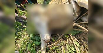 সুনামগঞ্জে ঘোড়া হত্যার অভিযোগে আটক ১