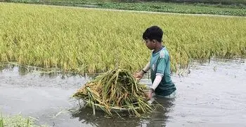 বন্যার আগে বৃষ্টিতেই তলিয়ে গেছে হাওরের ধান