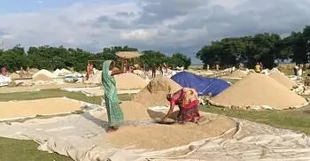 রোদ দেখে স্বস্তিতে কৃষক