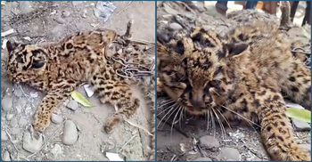 সুনামগঞ্জে মেছোবাঘ ধরে শিকল বন্দি করলো স্থানীয়রা