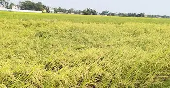 আগাম বন্যার শঙ্কায় কৃষকের কপালে চিন্তার ভাঁজ