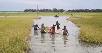 অর্ধেক ধান পানির নিচে, বাকিটুকু তুলতে বাধা ‘আকাশছোঁয়া’ নৌকার দাম