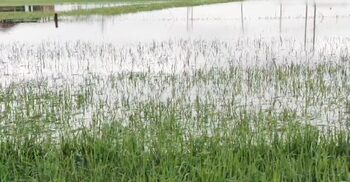 সুনামগঞ্জে শিলাবৃষ্টি-জলাবদ্ধতায় কৃষকের মাথায় হাত