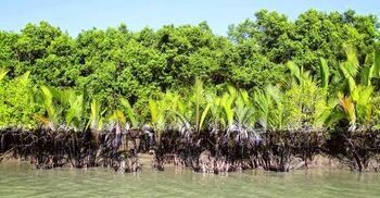 সুন্দরবনে তিন বনজীবীকে অপহরণ করে মুক্তিপণ দাবি