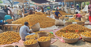 বাগেরহাটে সুপারির বাম্পার ফলন, দাম কমায় বিপাকে চাষিরা