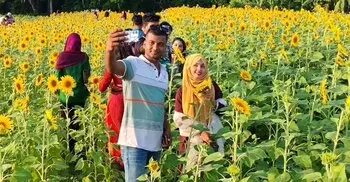 পিরোজপুরে সূর্যমুখী চাষে সম্ভাবনা, বাজারমূল্য ২০ কোটি