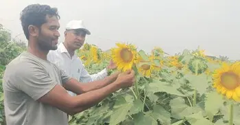 মিরসরাইয়ে বাড়ছে সূর্যমুখী চাষ, ভালো ফলনের আশা
