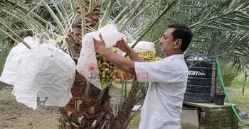 মরুভূমির ‘মিষ্টি সোনা’ এখন পাবনার হিরুর বাগানে
