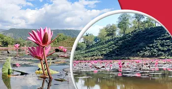 সিলেট ভ্রমণে ঘুরে আসুন লাল শাপলার লেকে