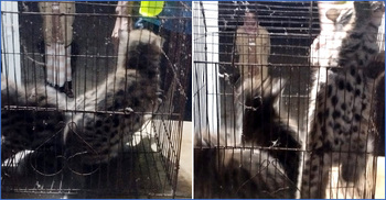 বাড়ির ছাদে পাওয়া গেলো মেছোবাঘের ৩ ছানা