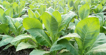 পাহাড়ে বাড়ছে তামাক চাষ