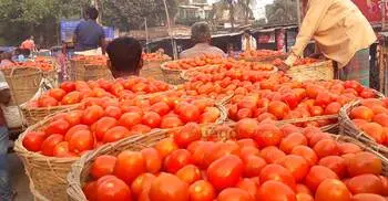 গাবুরার টমেটোর বাজার ঘিরে দেড়শ কোটি টাকার বাণিজ্য