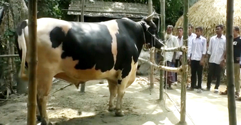 দেড় টনের মানিককে নিয়ে বিপাকে খামারি হামিদা