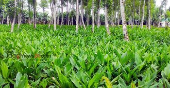 টাঙ্গাইলে ৫৮ কোটি টাকার হলুদ বিক্রির সম্ভাবনা