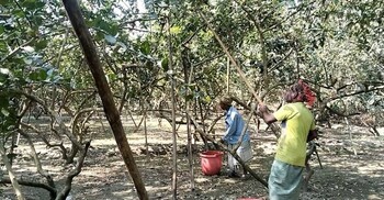 চাহিদায় বেড়েছে টাঙ্গাইলের লেবুর দাম