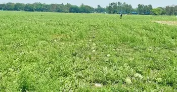 মিরসরাইয়ে ভারী বৃষ্টিতে ক্ষতিগ্রস্ত তরমুজ চাষিরা