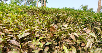 দাবদাহে মরছে চা গাছ, উৎপাদনে বিপর্যয়