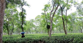 বৃষ্টিতে চা বাগানে ফিরেছে প্রাণ