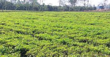 সমতলে বেড়েই চলেছে চা উৎপাদন, দাম নিয়ে ক্ষোভ
