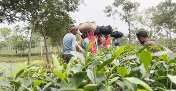 বৃষ্টিতে জেগেছে চা বাগান, এসেছে নতুন কুঁড়ি