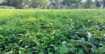 সুদিন ফিরেছে সমতলের চা চাষে, দামে খুশি চাষিরা