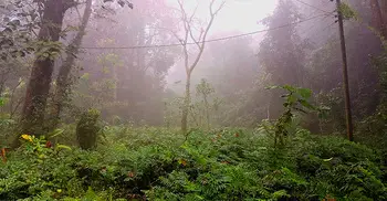 হাড়কাঁপানো শীতে কাবু মৌলভীবাজার, বিপাকে ৯২ বাগানের চা শ্রমিক