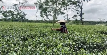 মদের নেশায় বেকারত্বে বাঁধা চা শ্রমিকদের ভাগ্য