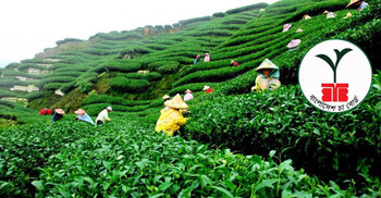 নিয়োগ দেবে বাংলাদেশ চা বোর্ড, অষ্টম শ্রেণি পাসেও আবেদন