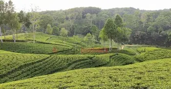 বর্ষায় ঘুরে আসুন মৌলভীবাজারের ৯৩টি চা বাগান
