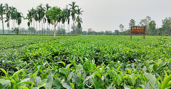 চা বাগান এখন চাষিদের গলার কাঁটা