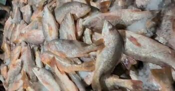 সেন্টমার্টিনে জেলের জালে উঠে এলো ১১০০ লাল কোরাল