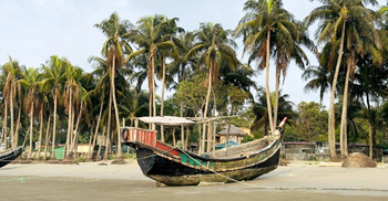 ২০ বছরে অর্ধেকে নেমেছে সেন্টমার্টিনের নারিকেল গাছ