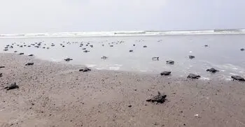 টেকনাফ উপকূলে ৩১৪ সামুদ্রিক কাছিমের বাচ্চা অবমুক্ত