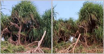 সেন্টমার্টিনে সৈকত এলাকার কেয়া গাছ কাটার অভিযোগ, স্থানীয়দের ক্ষোভ